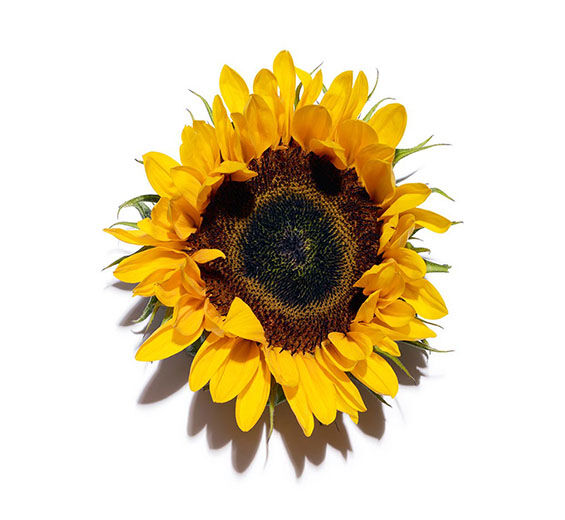 Słonecznik-Auksyny słonecznikowe-Helianthus annuus (sunflower) extract