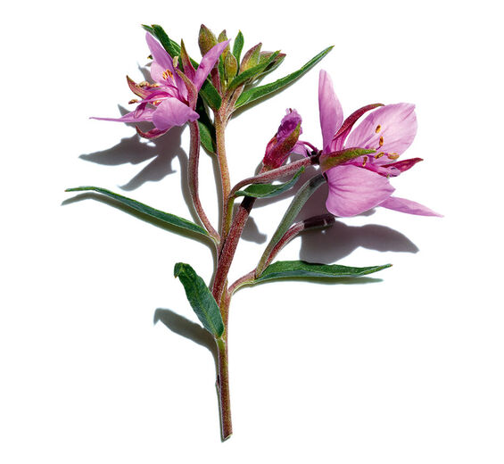 Wierzbownica Fleischera-Organiczny ekstrakt ziela wierzbownicy-Epilobium fleischeri extract