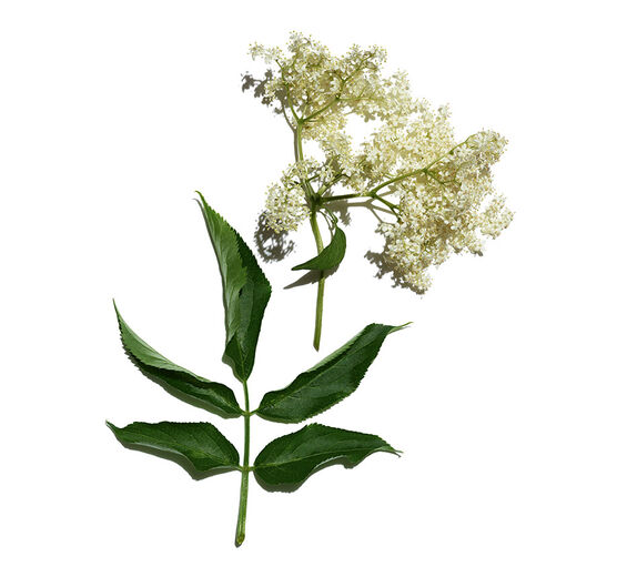 Bez czarny-Organiczny ekstrakt z czarnego bzu-Sambucus nigra flower extract