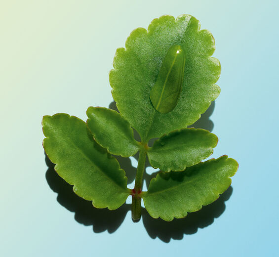 Żyworódka-Organiczny ekstrakt z żyworódki-Kalanchoe pinnata leaf extract