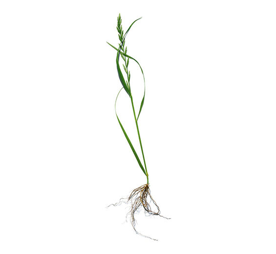 Agropyron-Organiczny ekstrakt z perzu właściwego-Agropyron repens root extract