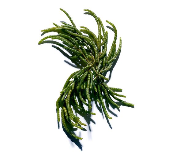 Soliród-Organiczny ekstrakt z solirodu-Salicornia herbacea extract