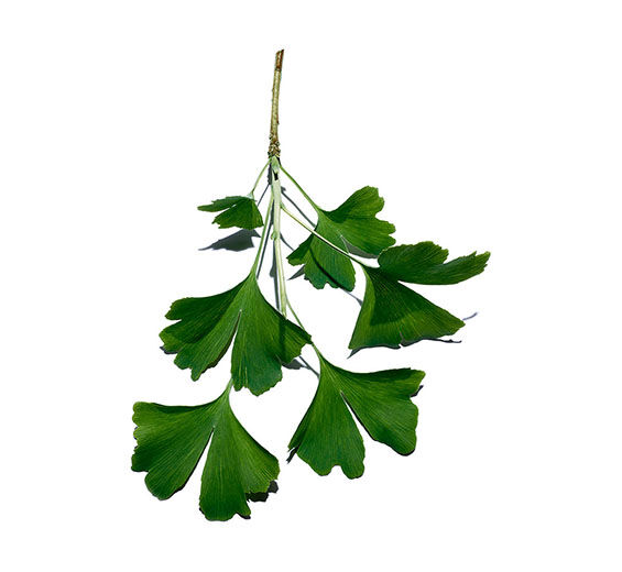 Biloba-Ekstrakt z miłorzębu-Ginkgo biloba leaf extract