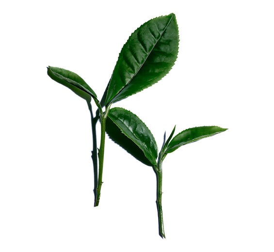 Herbata-Ekstrakt z białej herbaty-Camellia sinensis leaf extract