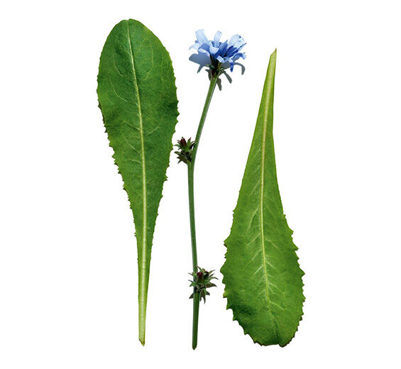 Cykoria-Ekstrakt z cykorii-Cichorium intybus (chicory) leaf extract