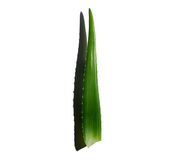 Aloes-Ekstrakt z aloesu zwyczajnego-Aloe barbadensis leaf juice,aloe barbadensis leaf juice powder