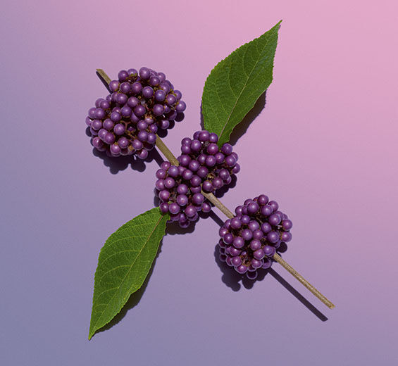 Pięknotka japońska-Ekstrakt z pięknotki japońskiej-Callicarpa japonica fruit extract