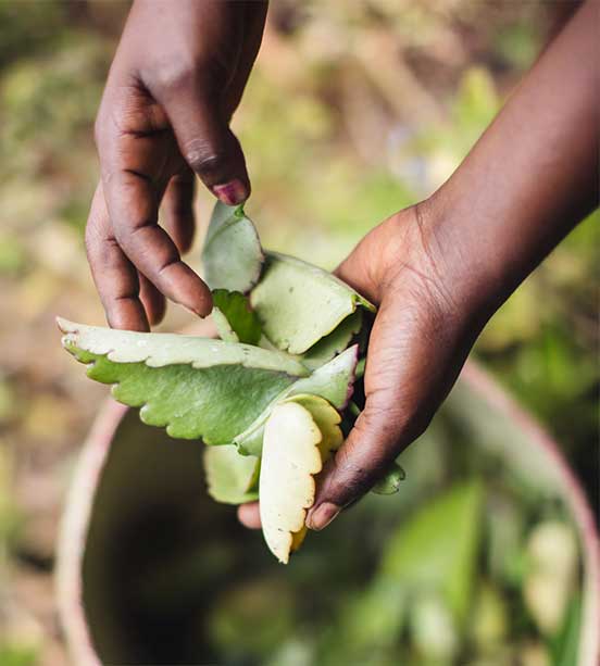 Clarins Responsible Beauty - Madagascar